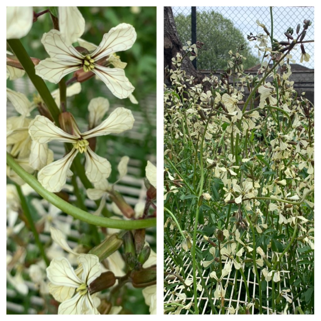 The beautiful flowers of ‘Rocket’ salad leaves in Our Secret Garden ⁦<a href="/charltonmanor/">Charlton Manor Sch</a>⁩ - they taste good as well!