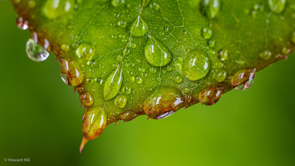 Howard Hill tweet media