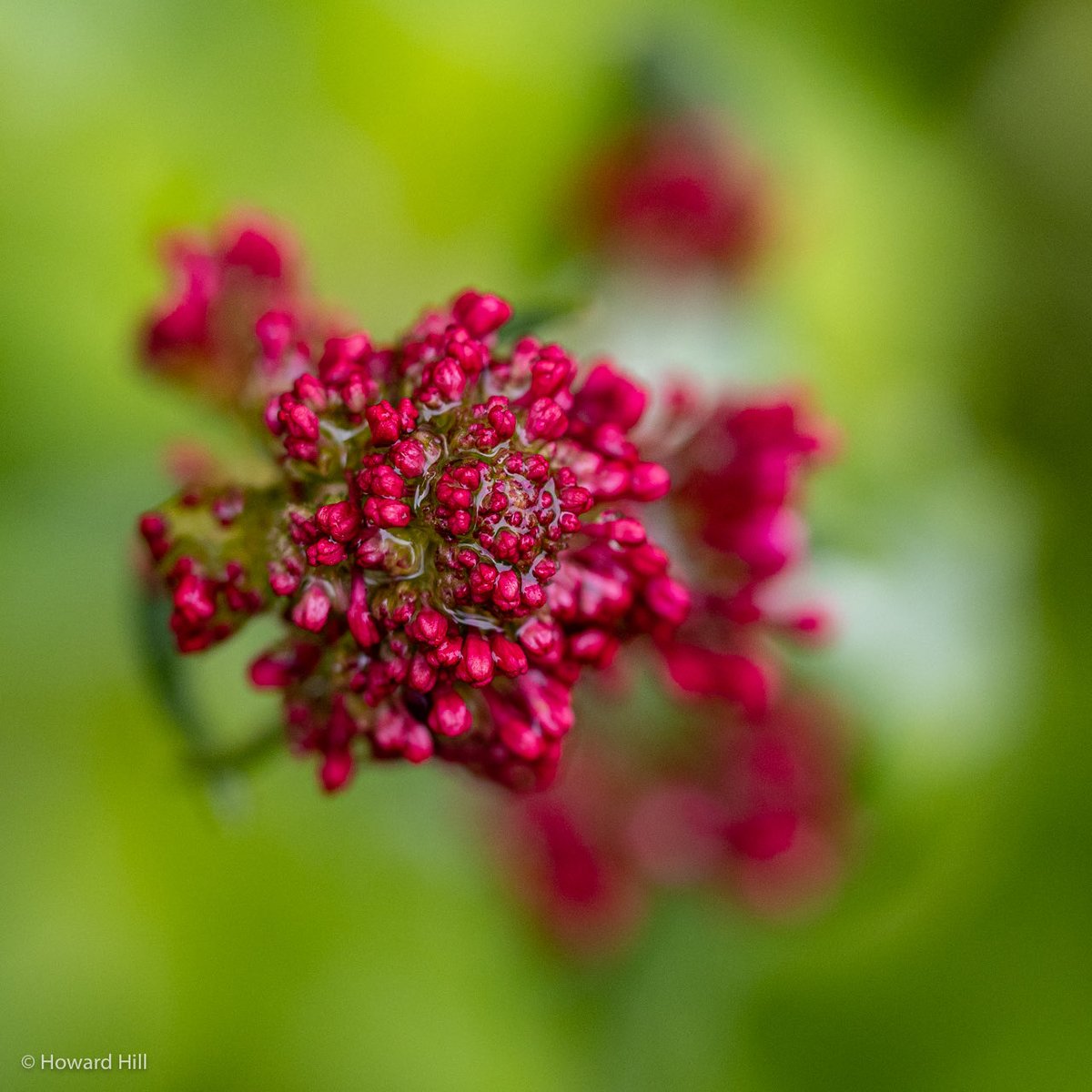 Howard Hill tweet media