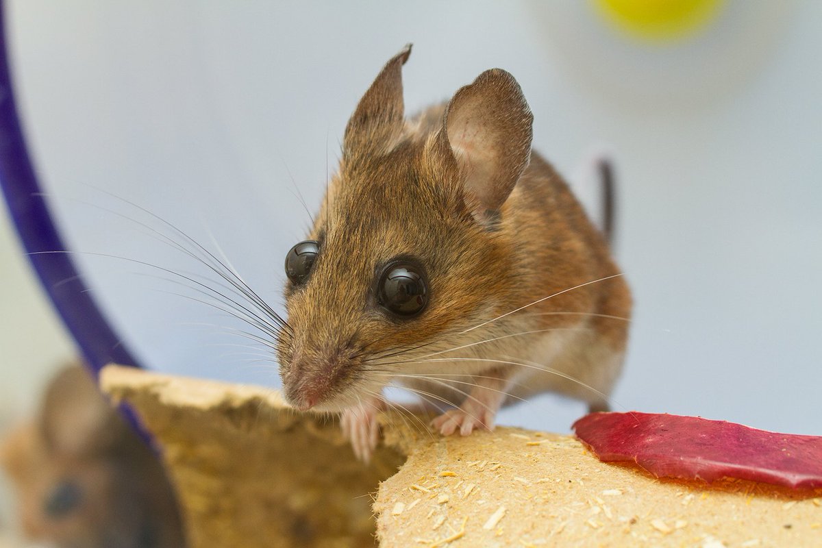 theAGA_org's tweet photo. New student post from @quooddy's evolution course by Sam Gregory over @theAGA_org #StudentSciComm https://t.co/4AuBYxzrxK @UABBiology https://t.co/RjQNFasuSp