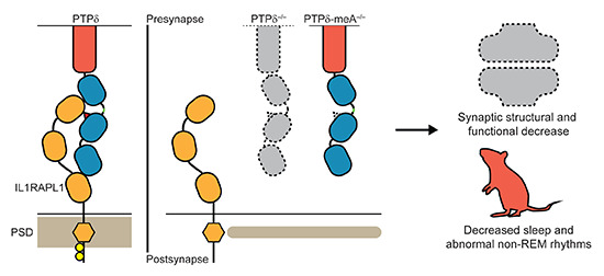 embojournal's tweet photo. Specific interaction of alternatively spliced #phosphatase PTPδ with #postsynaptic IL1RAPL1 excitatory synapse formation and non-REM sleep – find Eunjoon Kim and colleagues
https://t.co/QHnWHaZHVX https://t.co/VZaLgpHCDR