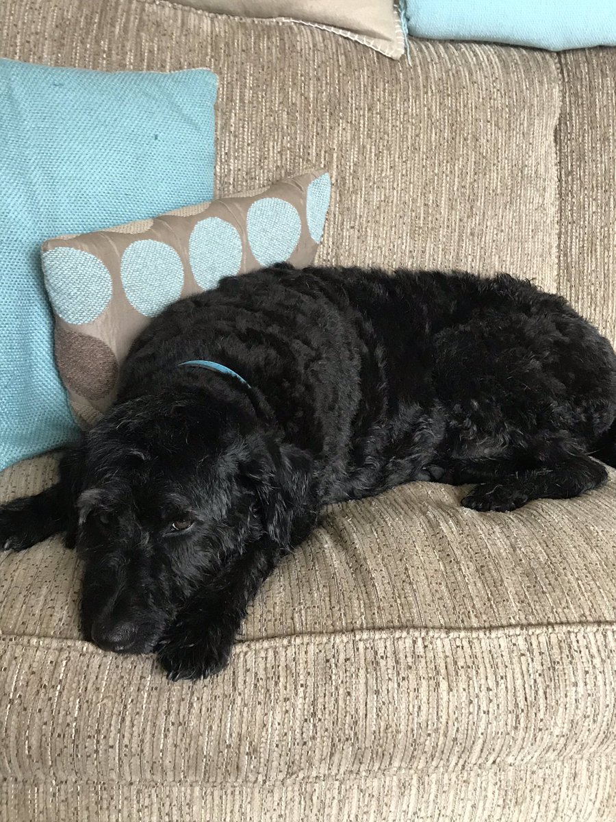 DawnMilford02's tweet photo. Cooper’s finished look - can you tell he is glad its over bol https://t.co/qaYU3hAVyj