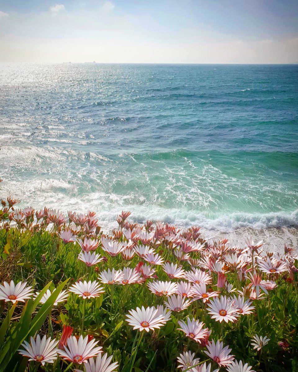 Sending you all a slice of #Falmouth beauty from @cornish_escapades, capturing the flowers blooming down on the seafront. 

#StayHomeStaySafe #LoveFalmouth #LoveCornwall #Cornwall