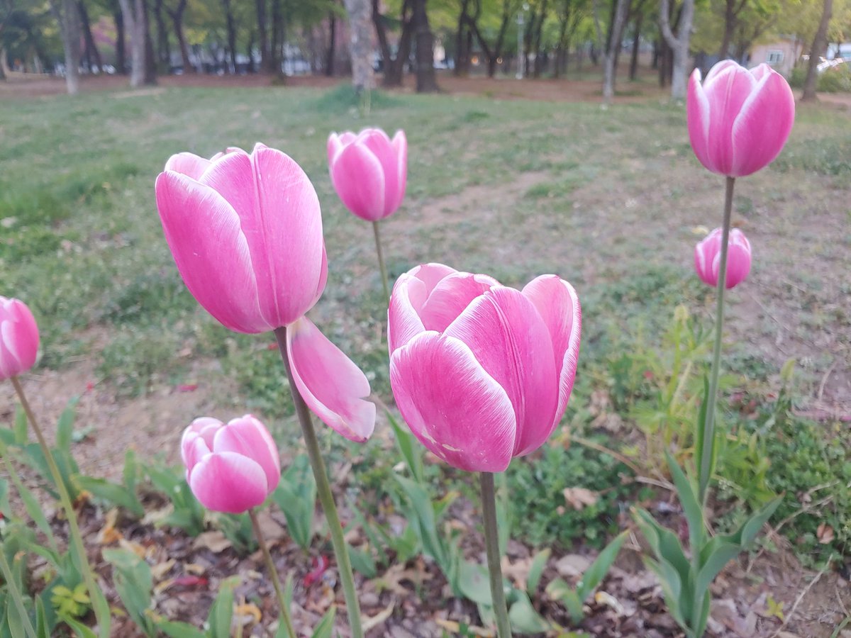 F_vanderboom's tweet photo. 튤립이 예쁘게 폈어. 예쁘지? https://t.co/BCi0lHL6RW