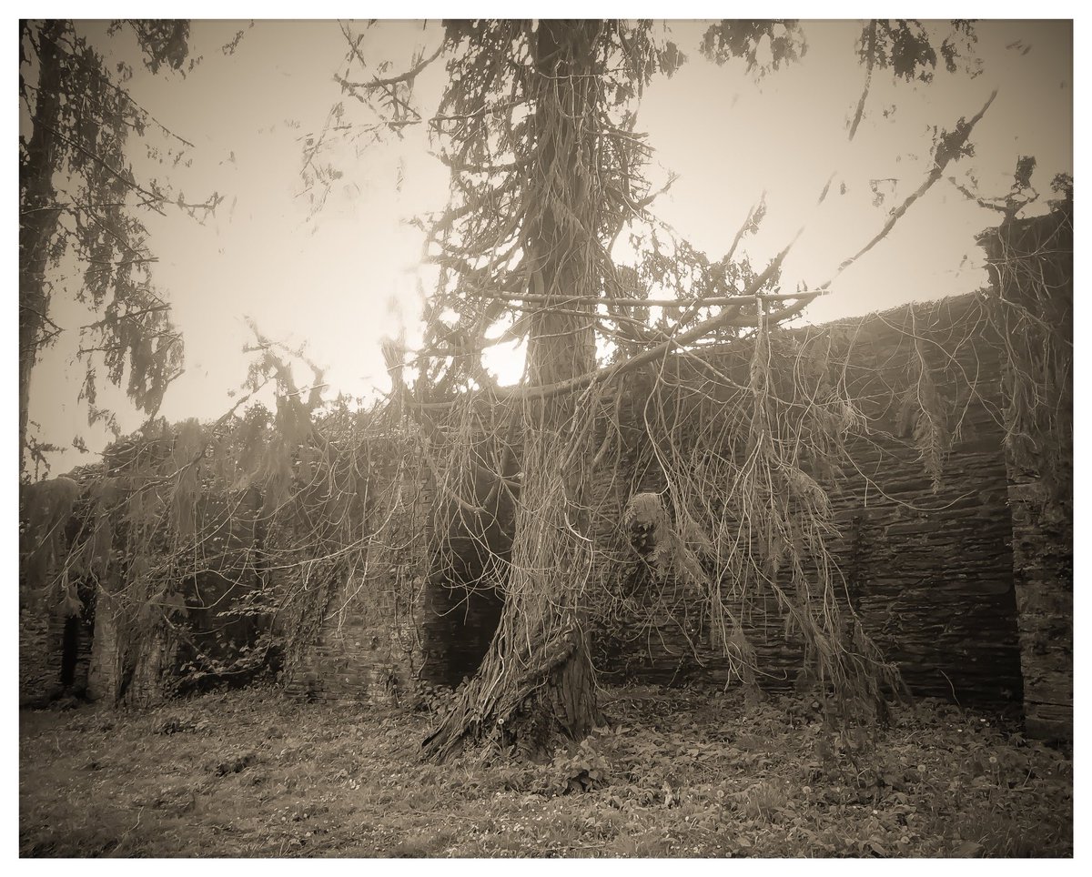 SimonStanding's tweet image. My impression of Sally Mann ‘Deep South’. I could call it ‘Shallow West Country’ perhaps!