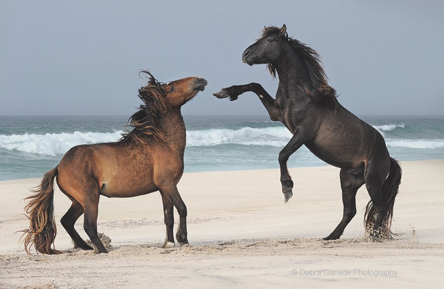 ToqueCanoe's tweet photo. A timeless read with (with incredible photos) featuring one 🇨🇦 photographer’s relationship with Sable Island’s wild #horses. Cheers again to @lisamonforton for this beautiful post. https://t.co/Aslw1v6196 https://t.co/yzPG3XYFya