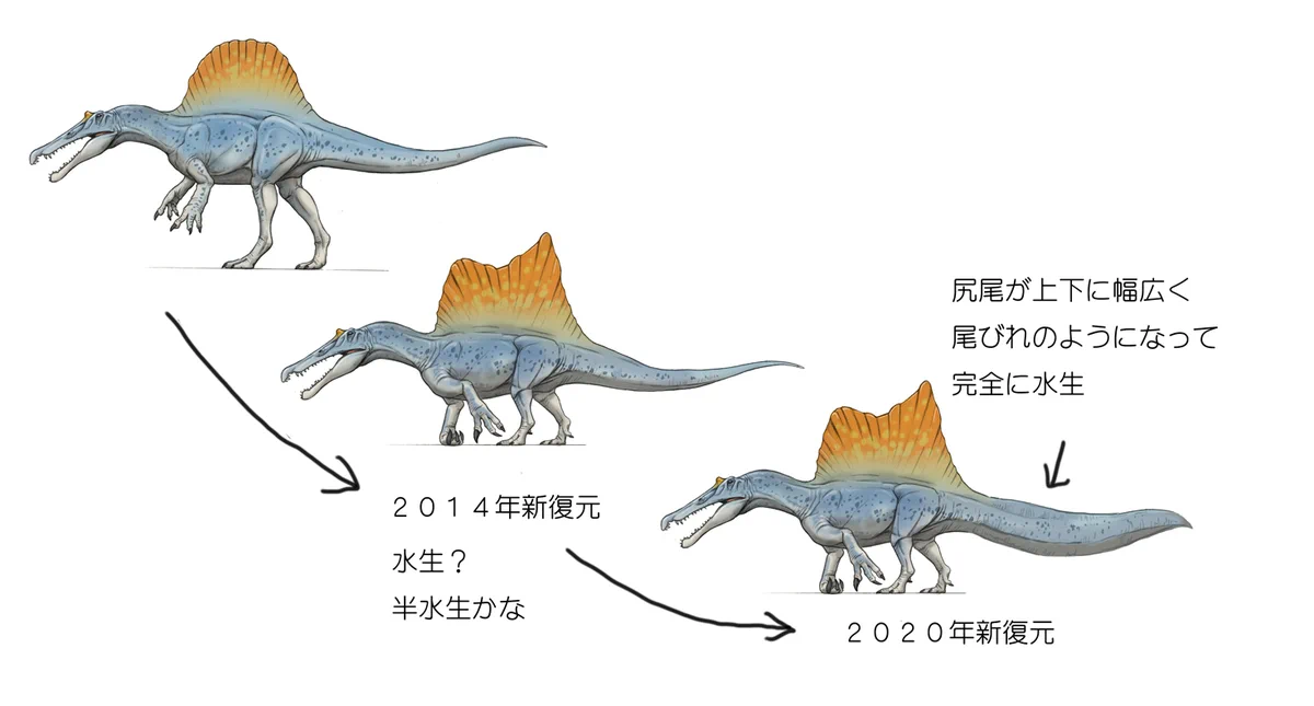 スピノサウルスは幅の広い尾ビレを持った水生恐竜だった！？復元更新ペースが速い！