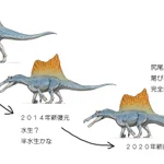 スピノサウルスは幅の広い尾ビレを持った水生恐竜だった!？復元更新ペースが速い!