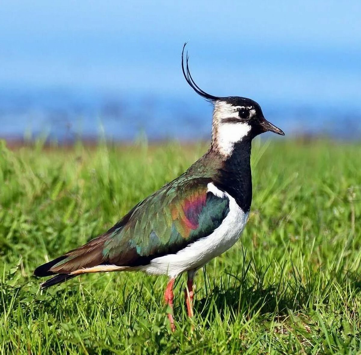 Пиздрик. Чибис Vanellus Vanellus. Чибис Луговой. Чибис пигалица. Полевой Чибис.