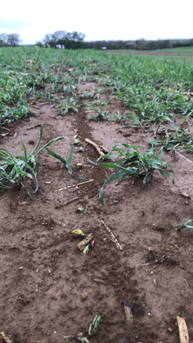 YingWade96's tweet photo. April 7th planted beans decided to make an appearance this morning after the rain! 🌱 #plant20 #earlybeans #pioneer https://t.co/BPsk8W6a9i