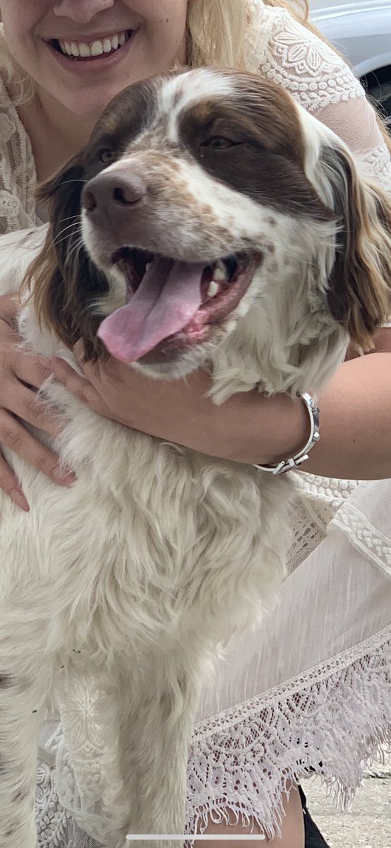 Strangling a dog