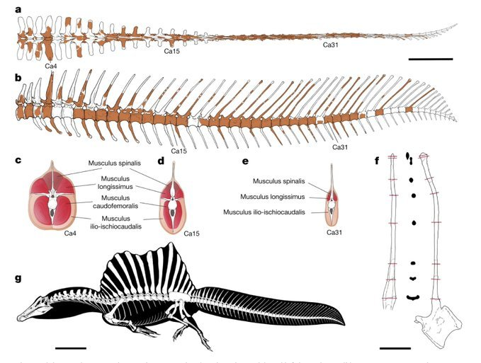 arvalis's tweet photo. Well this is truly not what I expected to wake up to. Spinosaurus has an eel tail now. That's cool as hell. https://t.co/mk2zN3cbE5