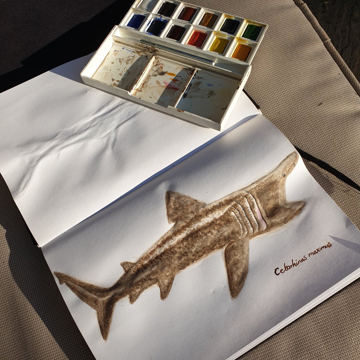 After doing a lit. review at postgrad on basking shark movements the growing research provides amazing evidence of a species who can travel vast distances. No wonder I would to love to one day research and tag these beauties! #marineoutofwater #baskingshark #ificantscuba