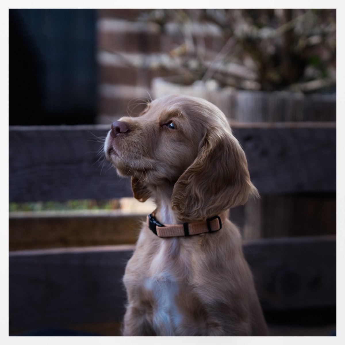 ilovefridaysme's tweet image. Bucky , my daughter’s latest addition to the family #fieldspaniel @GunDogMag