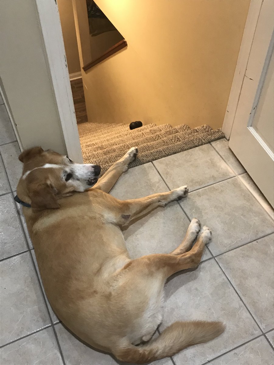 Eventually, someone has to come up the steps and bring my Kong with them!!