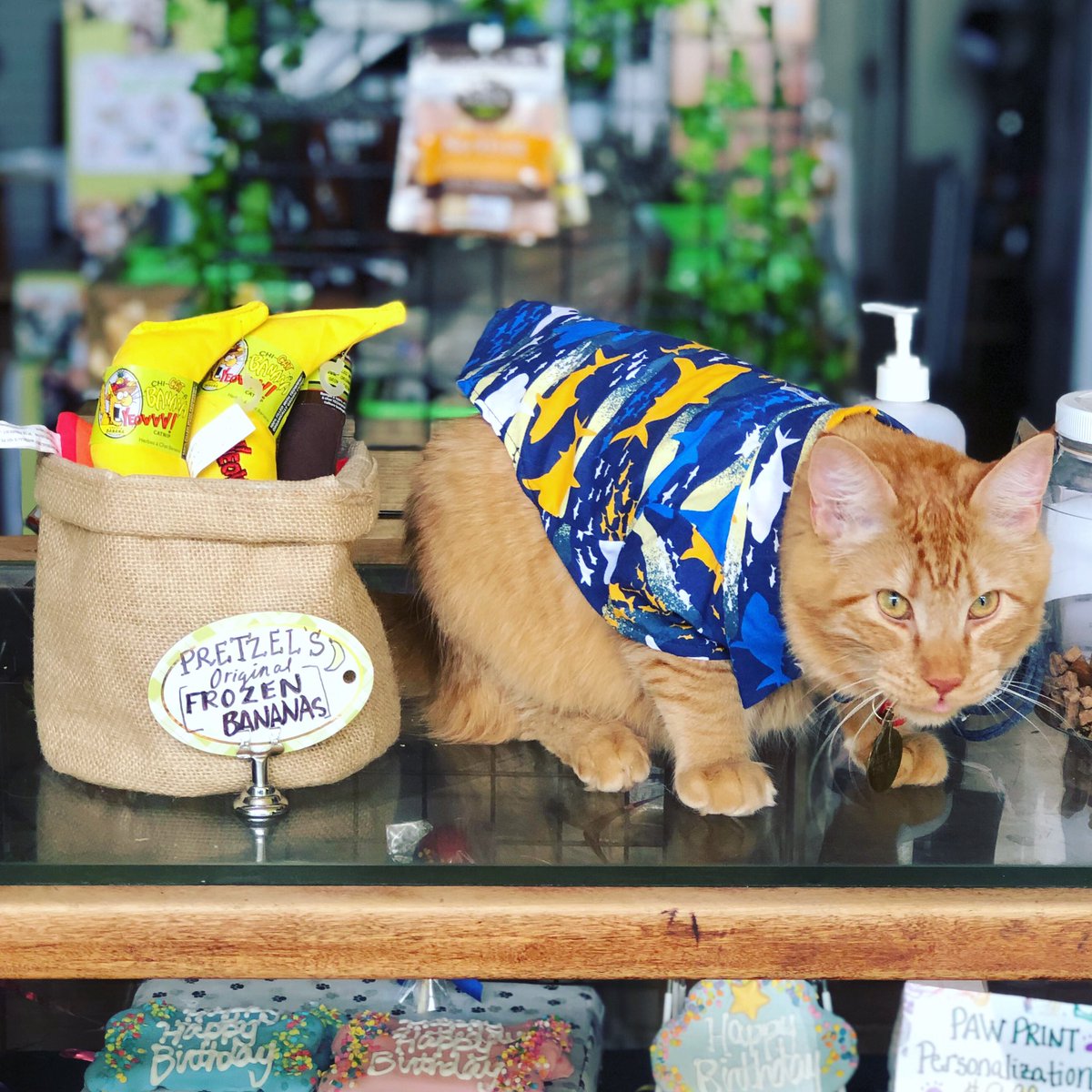 LuckyDogKS's tweet image. Pretzel says 🥨 “Hey! We have catnip that your feline buds will go bananas 🍌 for!” Order one today from Pretzel’s Banana Stand. #theresalwaysmoneyinthebananastand #curbsidecatnip #yeowwwcatnip @YeowwwCatnip