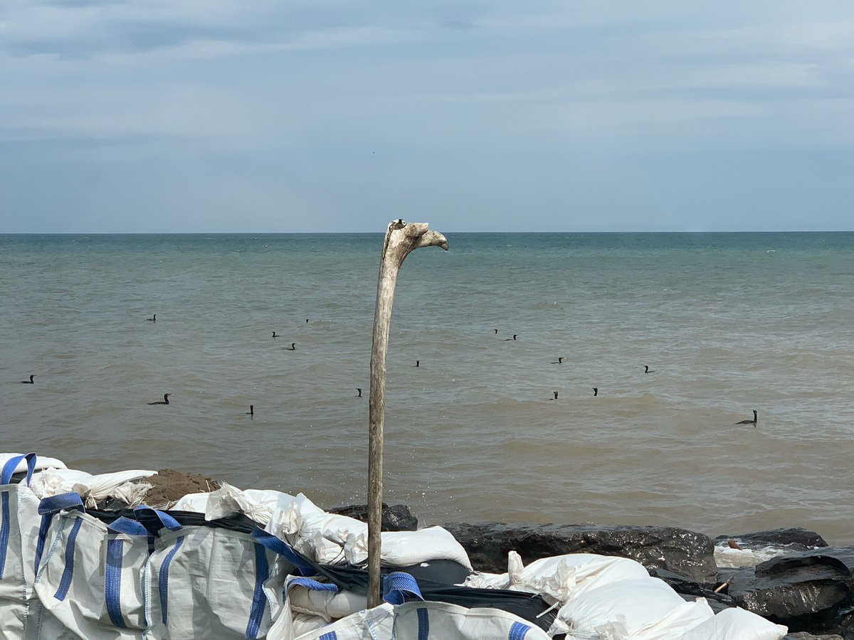 Rebel_Charters's tweet image. “Stick commorant decoy” actually works....... Now how to convert it into a “ Scarecrow” concept...................