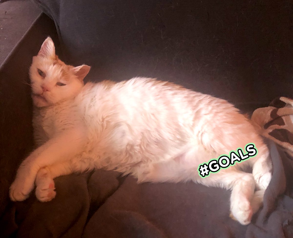 LoMeowChenko's tweet photo. Duuuuuddddessss.....Quarantine bod on fleek!! ๐ฑ๐ฟ๐พ
#YoureWelcome #SnackLife #ItsAWayOfLife #WhenYouDontHaveToSeeAnyone #AndItsNotBathingSuitSeason #Thankfully #StillSendSnacks #MaybeLowerCalorieOnes #ButNotKale #ThatsTooLow #QurantineCats https://t.co/Z6OQiWDMgl