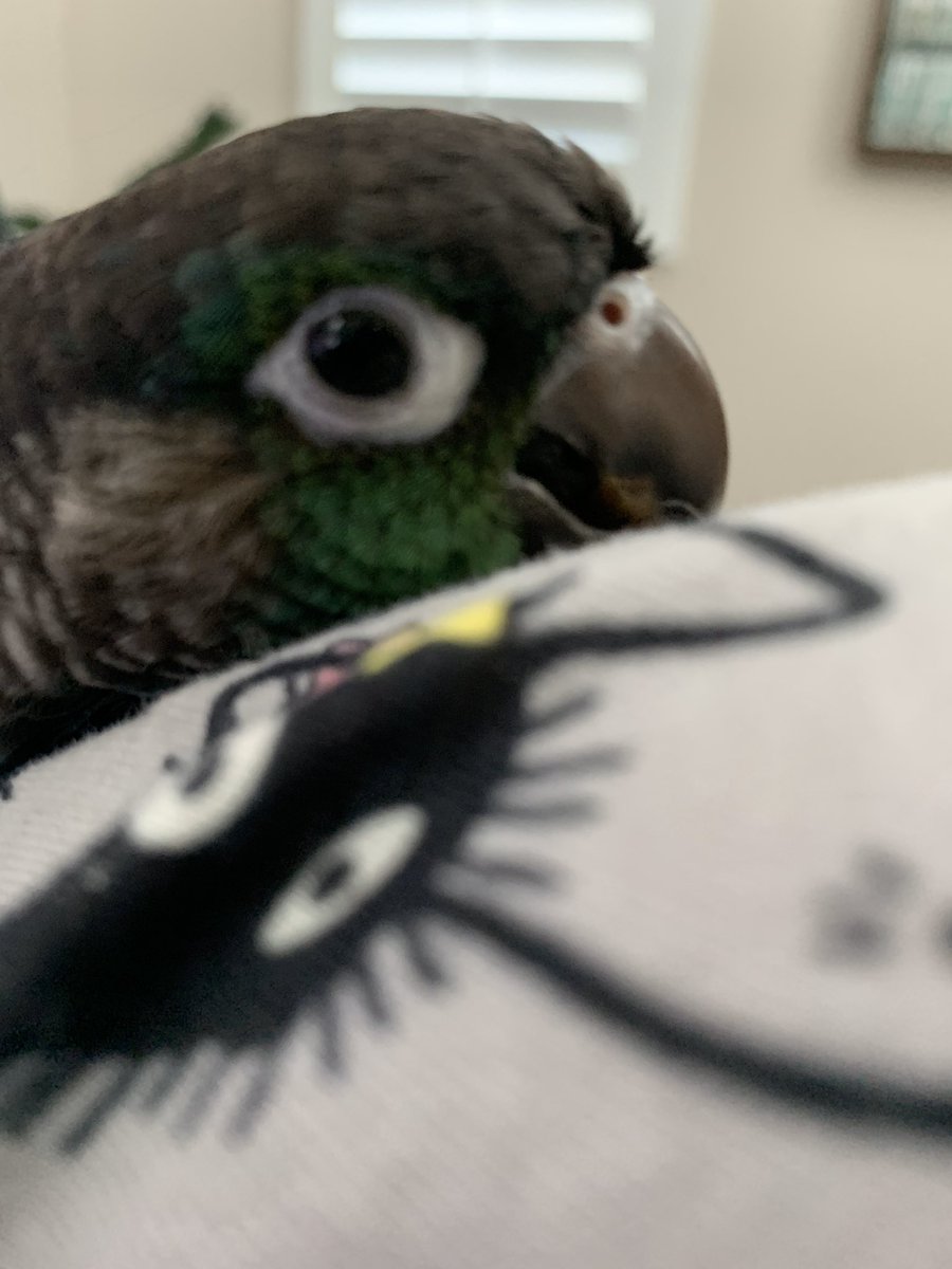 JaidenAnimation's tweet image. 4 years ago this thing hatched from an egg and I love him