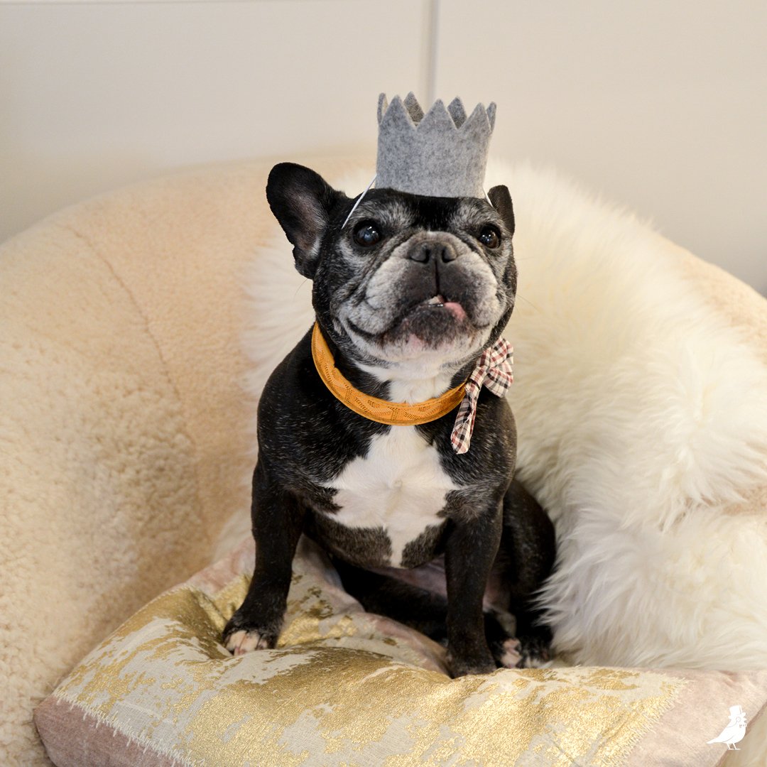 ShopGoldfinch's tweet photo. Lulu here, just checking in! Have you pampered your pet today? 🐾 Shop our paw-some selection of pet-friendly fun, and bring a smile or two to your day! https://t.co/ccPPE26Eai https://t.co/s5MDxkSiqc
