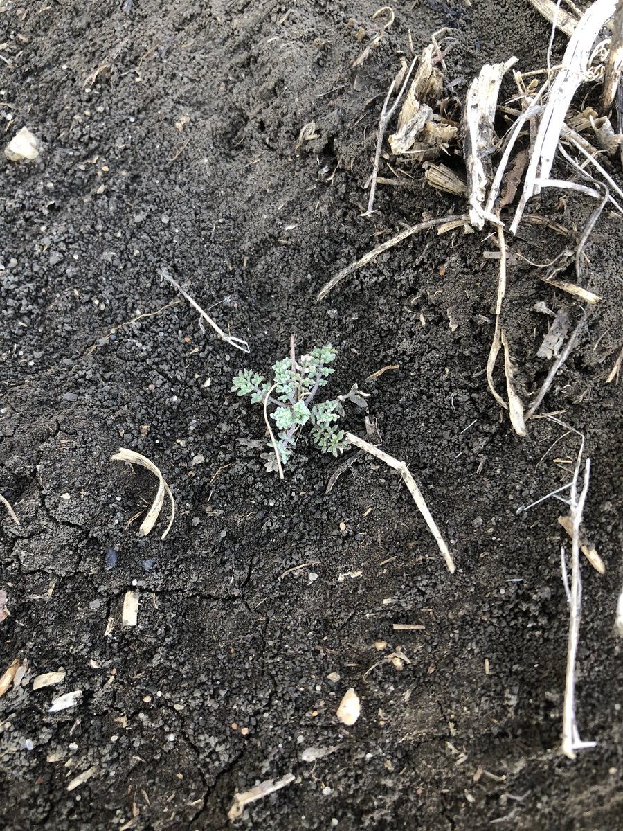 BryceGeisel's tweet image. Finding the first weeds of the season, soil temps in the Regina area are still quite cool.