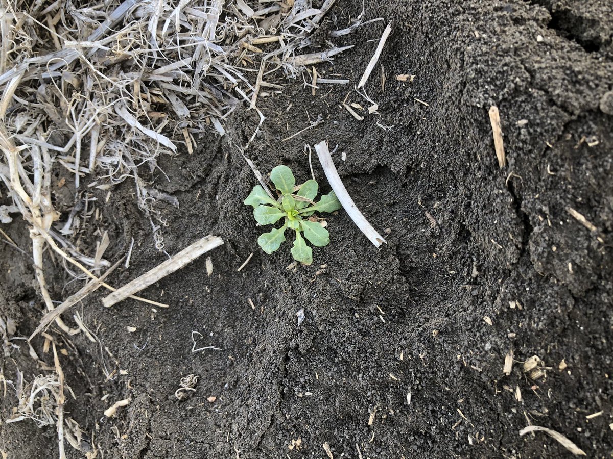 Finding the first weeds of the season, soil temps in the Regina area are still quite cool.