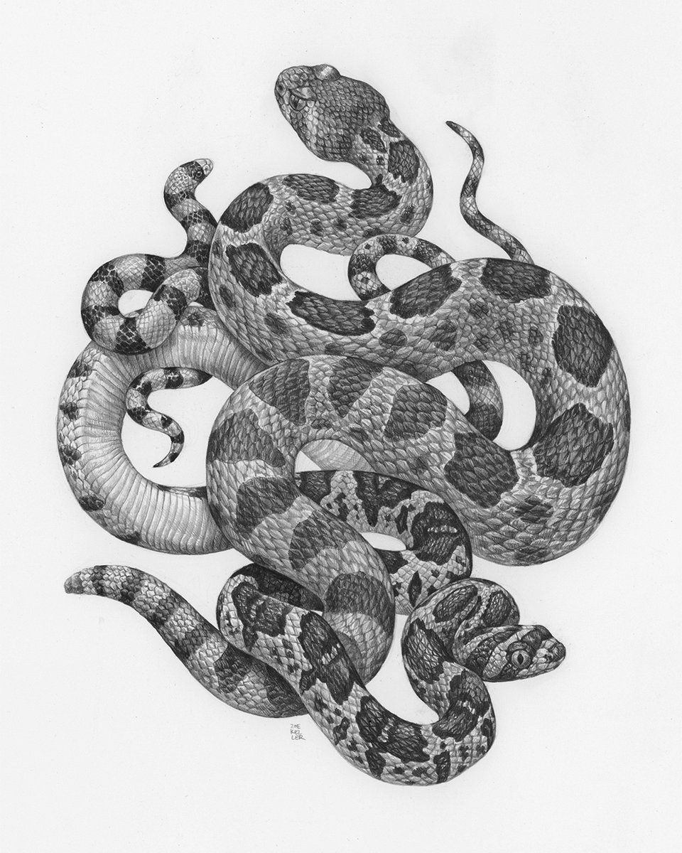 zoekellerdraws's tweet photo. Loved doing this commission of an Isla Catalina Rattlesnake, California Lyre Snake and Variable Sand Snake. https://t.co/NGznIVtwxN