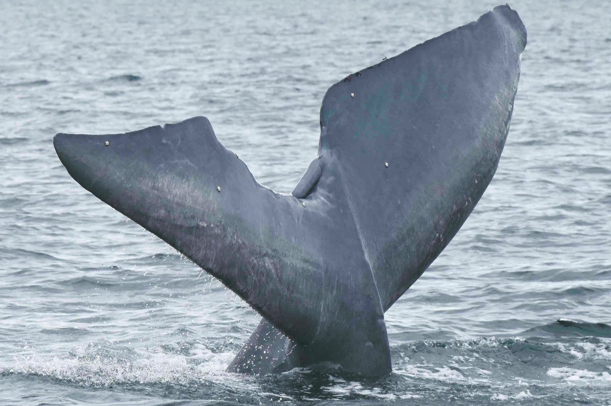 GreatWhaleConservancy (@gwcwhale) on Twitter photo BAJA 2020 SEASON IS NOW IN THE BOOKS!
2020 marked a milestone, the 25 anniversary for GWC director <a href="/MichaelFishbach/">Michael Fishbach</a>'s annual #fieldwork in the Sea of Cortez off beautiful Baja California.
This was a fabulous year for research with 40 individual blue and 23 fin #whales identified! BAJA 2020 SEASON IS NOW IN THE BOOKS!
2020 marked a milestone, the 25 anniversary for GWC director <a href="/MichaelFishbach/">Michael Fishbach</a>'s annual #fieldwork in the Sea of Cortez off beautiful Baja California.
This was a fabulous year for research with 40 individual blue and 23 fin #whales identified!
