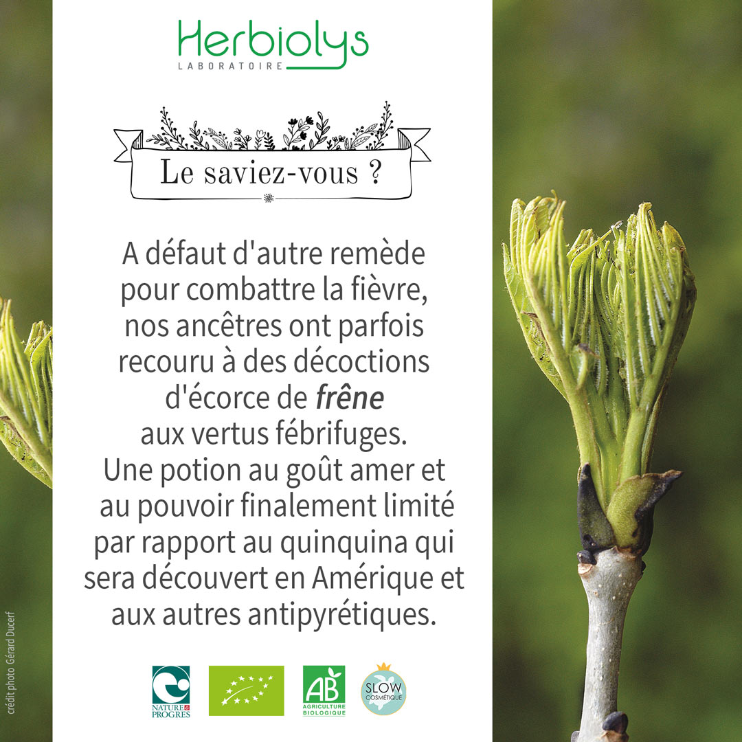 Le saviez-vous ?
A défaut d'autre remède pour combattre la fièvre, nos ancêtres ont recouru à des décoctions d'écorce de frêne aux vertus fébrifuges. 
Une potion amère et au pouvoir limité par rapport au quinquina qui sera découvert en Amérique. 

#Herbiolys #bio #phytothérapie