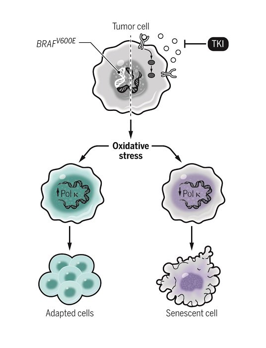scisignal's tweet photo. The DNA polymerase Pol-kappa endows tumor cells with resistance to #vemurafenib without increasing mutagenesis, according to the White lab at @sloan_kettering. #CellStress https://t.co/vrKfFgO4LC

Credit: K. Temprine et al. https://t.co/5k5fd6vqlD