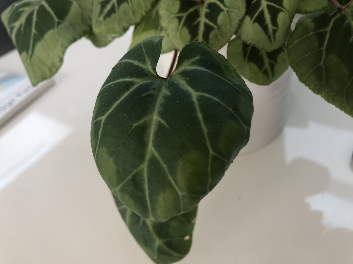 MrsKeene tweet media