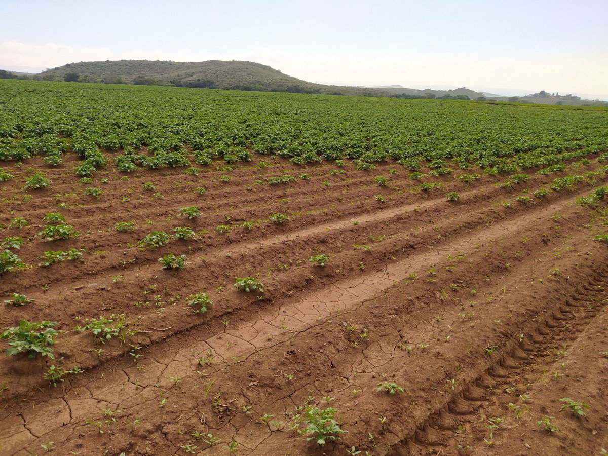 With our multispectral drone services we are able to help you find and understand variations of crop performance within your field #precisionfarming #kenya <a href="/CTAflash/">CTA</a> <a href="/iapad/">Giacomo Rambaldi</a> <a href="/Upande/">Upande</a> #smartfarming <a href="/kalromkulima/">KALRO</a>