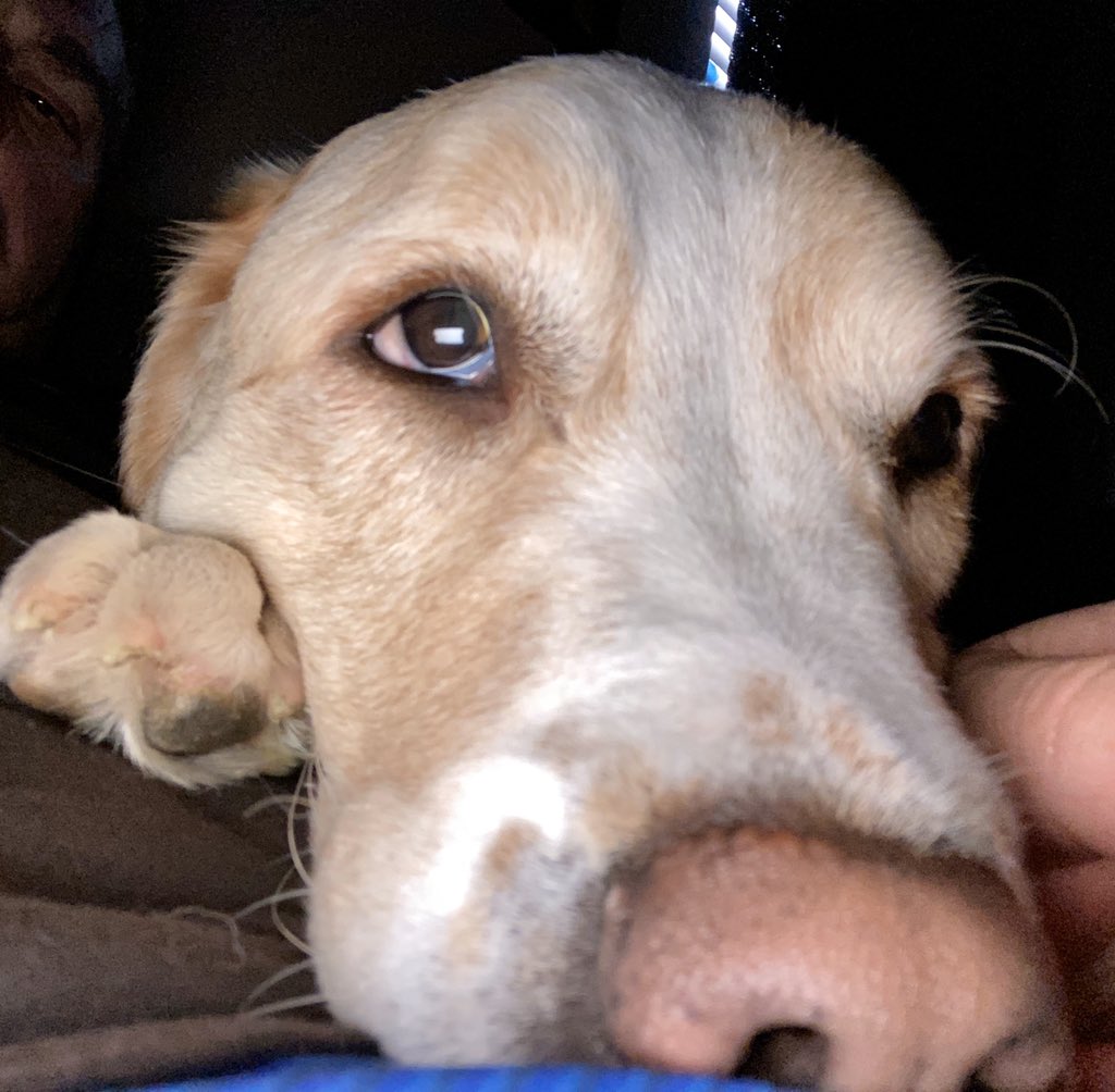 mkuty16's tweet photo. @CarrlynBathe Good morning from Finn! https://t.co/hJQooPqx9C