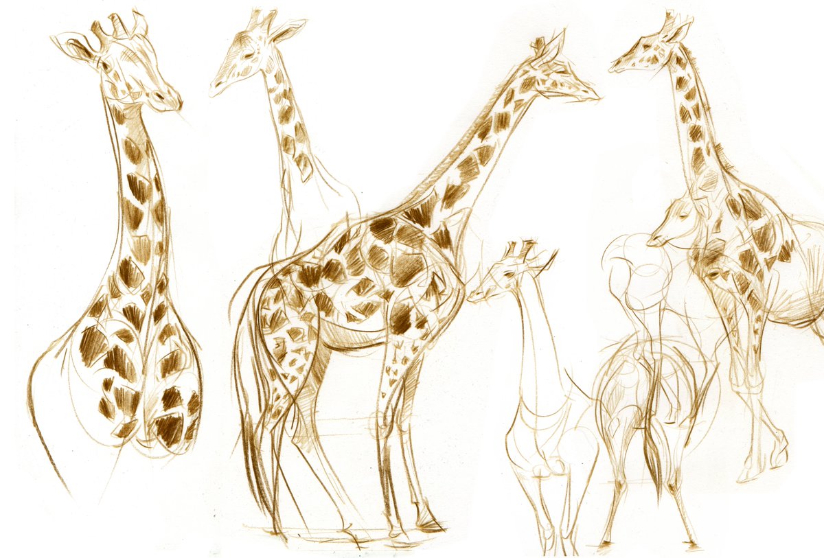 timothypond's tweet photo. South African Giraffe sketches! https://t.co/tWUPuVysbS