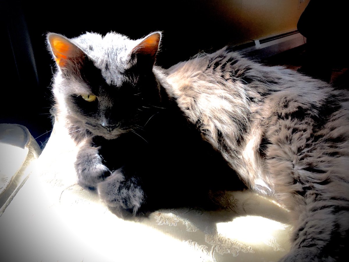 ExaggeratedP's tweet image. We had to let go of our sweet Abby this morning. So painful. We had 13 wonderful years of love, happiness, and comfort. We will miss her forever.😭💔