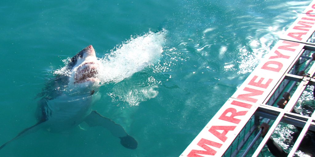 cari_kat's tweet photo. Bonus A5: Shark cage diving and #MarineBig5 tours with @MarineDynamics.  Visit the @apssZA 🐧 project by owner established @DyerICT. Reports: https://t.co/SNwsgDDSfg &amp; https://t.co/zoelJwGLX3
#TravelChatSA #VirtualTravelSA #VirtualTravelOverberg @GansbaaiTourism https://t.co/LStBrqcjsZ