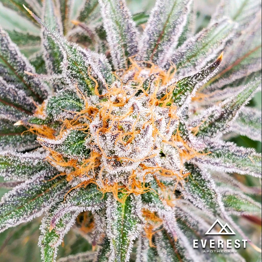 everestnm's tweet photo. Dolato.
#WeAreEverestNM
*
*
#InThisTogether #GetInGetOutGetHome #EverestApothecary #EverestNM #medicalmarijuana #medicalcannabis #medicate #mmj #nmmmj #cannabinoid #medicine https://t.co/mKKlyRFGWP