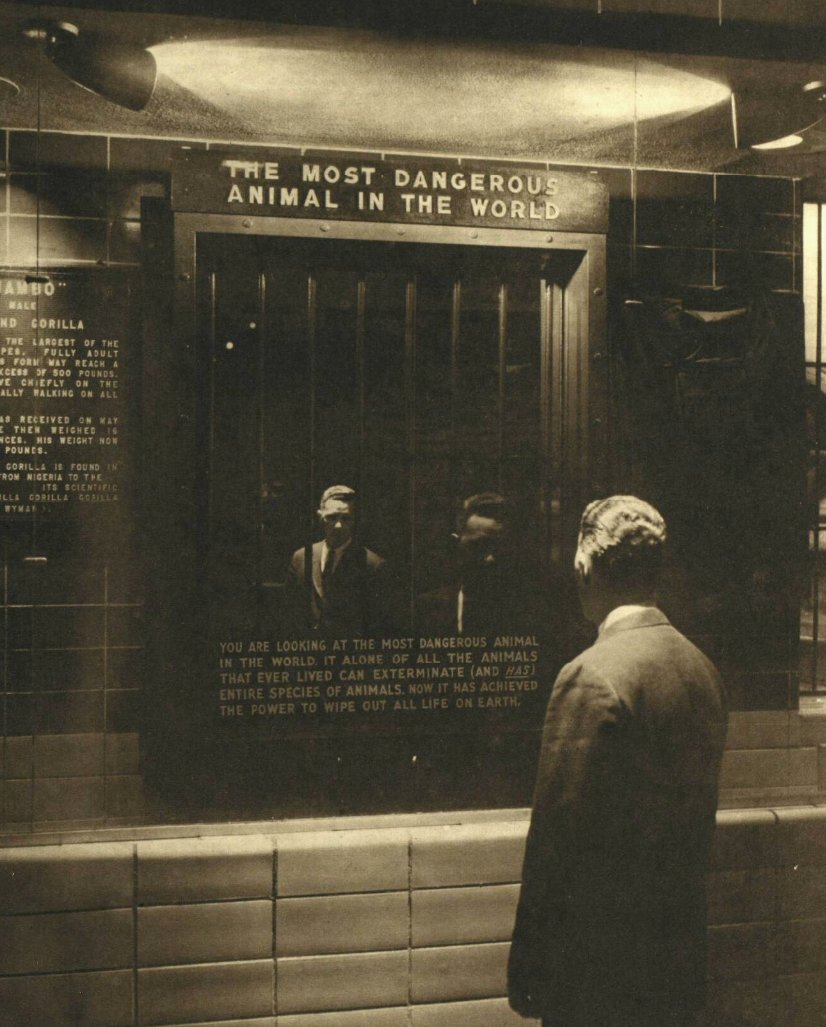 In 1963, the Bronx Zoo had an exhibit called 'The Most Dangerous Animal in the World'. It was a mirror.