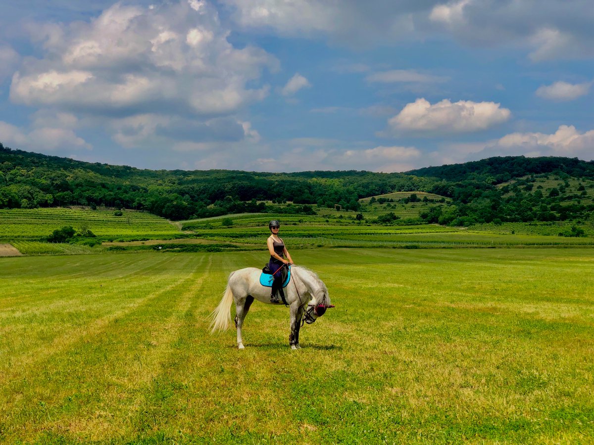 Thunderbrookuk_'s tweet photo. Horse affection: How do they show It? Visit Thunderbrook Equestrian website to learn more https://t.co/8pzvcjtgRV  #ThunderbrookEquestrian https://t.co/5IqtlVrleZ