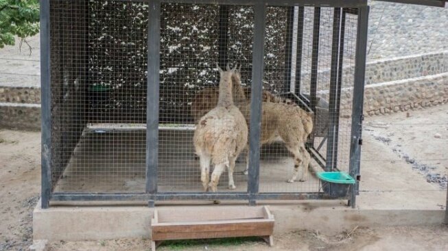AthiiCano's tweet photo. Alguien más piensa que deberían cerrar el "zoológico" de Córdoba?más de 1200 animales se encuentran  encerrados en este lugar que se dice llamar  "zoológico" https://t.co/S45whxrz1H