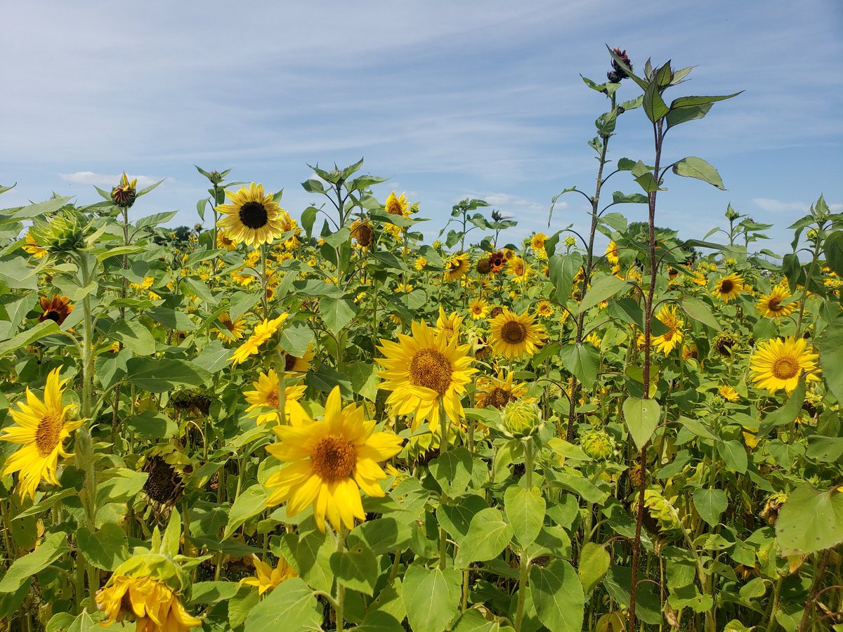 Cahillmomof6's tweet photo. Here's a little sunshine to help you push through your week! #HalfwayThere #YouveGotThis #IBelieveInYou #SunflowerFarm #DayTripping #NeededFreshAir https://t.co/1eeA4HIoiA