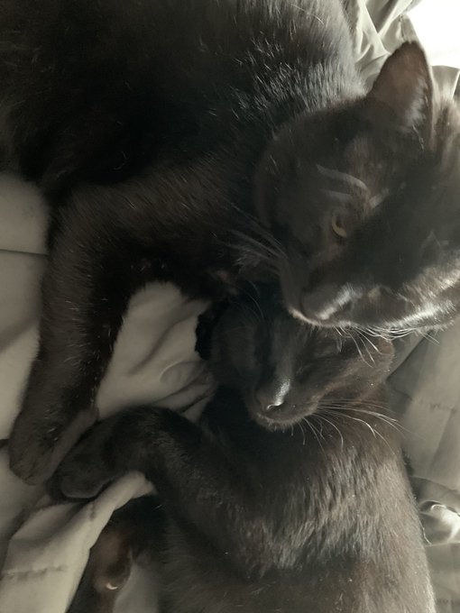 Bronson B. Bronson and his brother Scar. 🖤 #cute #CuteCat #cuteanimals https://t.co/J5aKVzzjF7<a href="/tag/cute"class="tags">#cute</a><a href="/tag/cuteanimals"class="tags"><span>#cuteanimals</span></a><a href="/tag/cutecat"class="tags"><span>#cutecat</span></a>