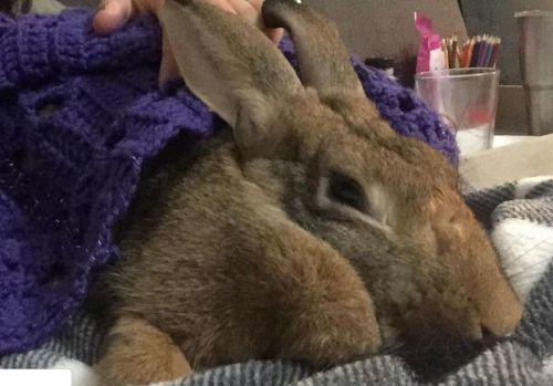 Adoptable Buns π°π on Twitter: