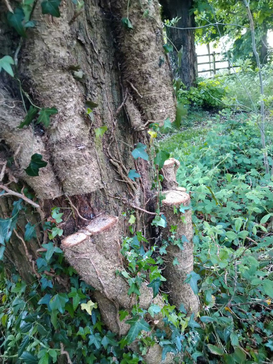 rockerblonde's tweet image. This really boils my piss all the trees in the top part of our park have had the ivy cut or ripped off the tree. I still can&apos;t believe this shit is still aloud #damges #habitatedamage #whatawaste #angry #pissedoff.