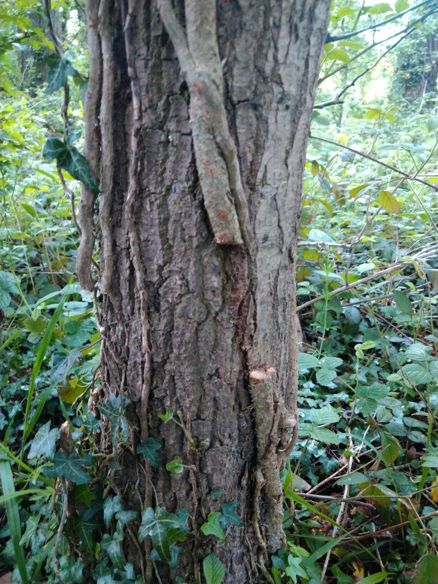 rockerblonde's tweet image. This really boils my piss all the trees in the top part of our park have had the ivy cut or ripped off the tree. I still can&apos;t believe this shit is still aloud #damges #habitatedamage #whatawaste #angry #pissedoff.