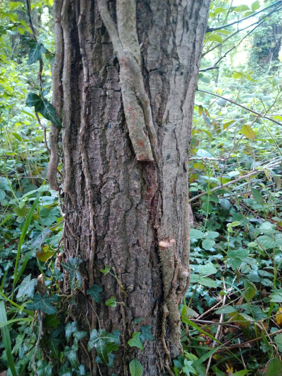 rockerblonde's tweet image. This really boils my piss all the trees in the top part of our park have had the ivy cut or ripped off the tree. I still can&apos;t believe this shit is still aloud #damges #habitatedamage #whatawaste #angry #pissedoff.