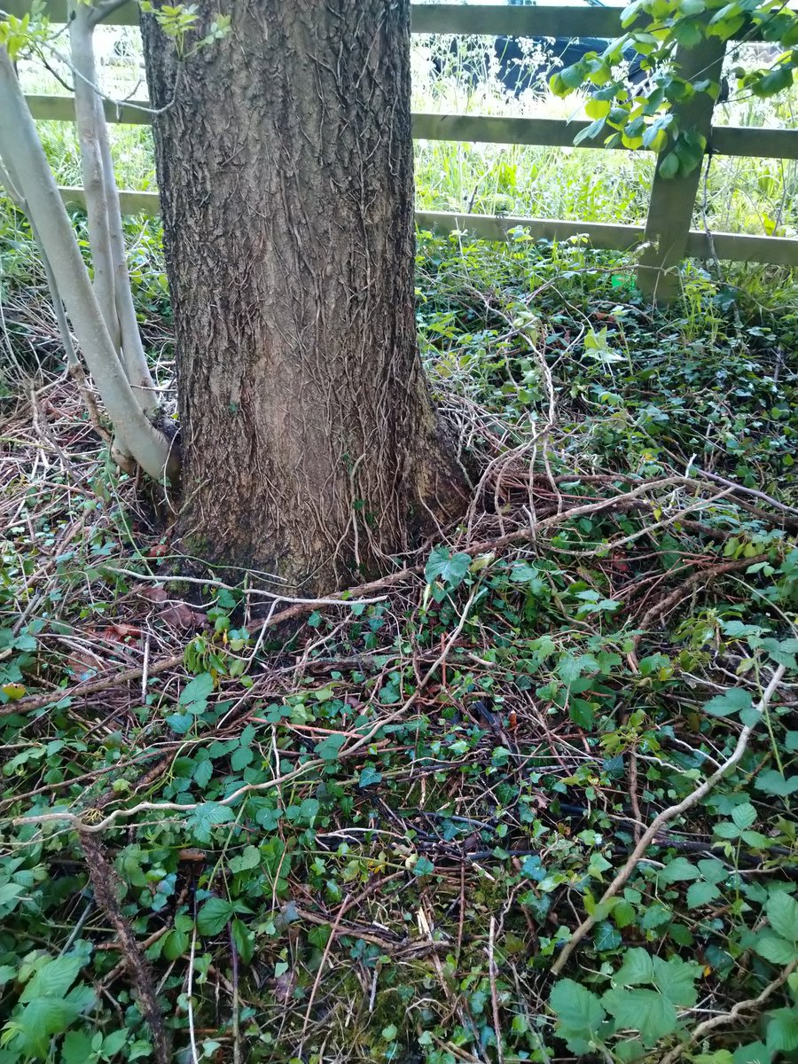 rockerblonde's tweet image. This really boils my piss all the trees in the top part of our park have had the ivy cut or ripped off the tree. I still can&apos;t believe this shit is still aloud #damges #habitatedamage #whatawaste #angry #pissedoff.