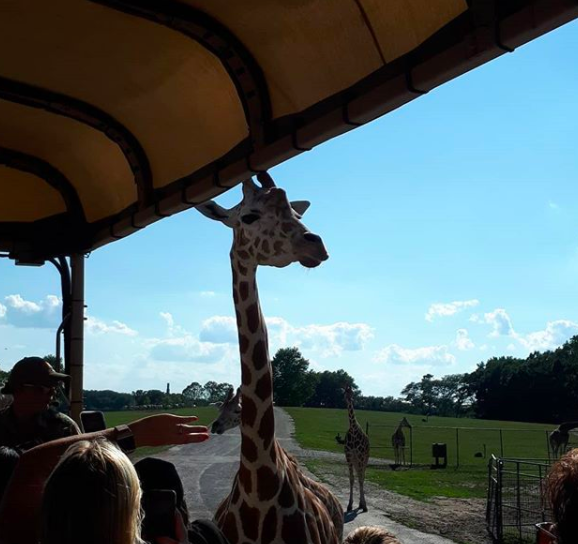 themeparks33's tweet image. Do you like animals? 🦒 Do not hesitate to visit the safari at Six Flags Great Adventure. ⚠️For more info visit our BLOG, link in bio⚠️ Comment with an emoji your favorite animal 🦁🐯🐺🦌🐮

#sixflagsgreatadventure #sixflags #giraffe #safari #animals #newjersey #usa #stayhome