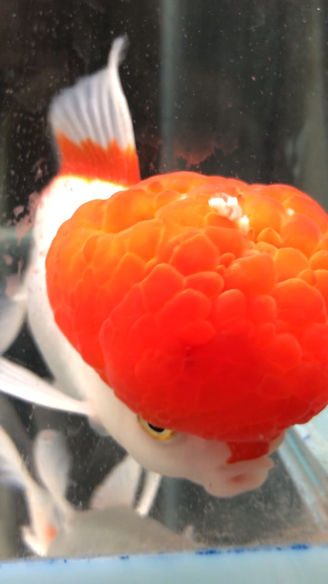 無類の鳥好き 梵ちゃんはイカリムシ リフィッシュを注文します 金魚 金魚病気 イカリムシ 無類の鳥好き 梵ちゃんはイカリムシ リフィッシュを注文します 金魚 金魚病気 イカリムシ