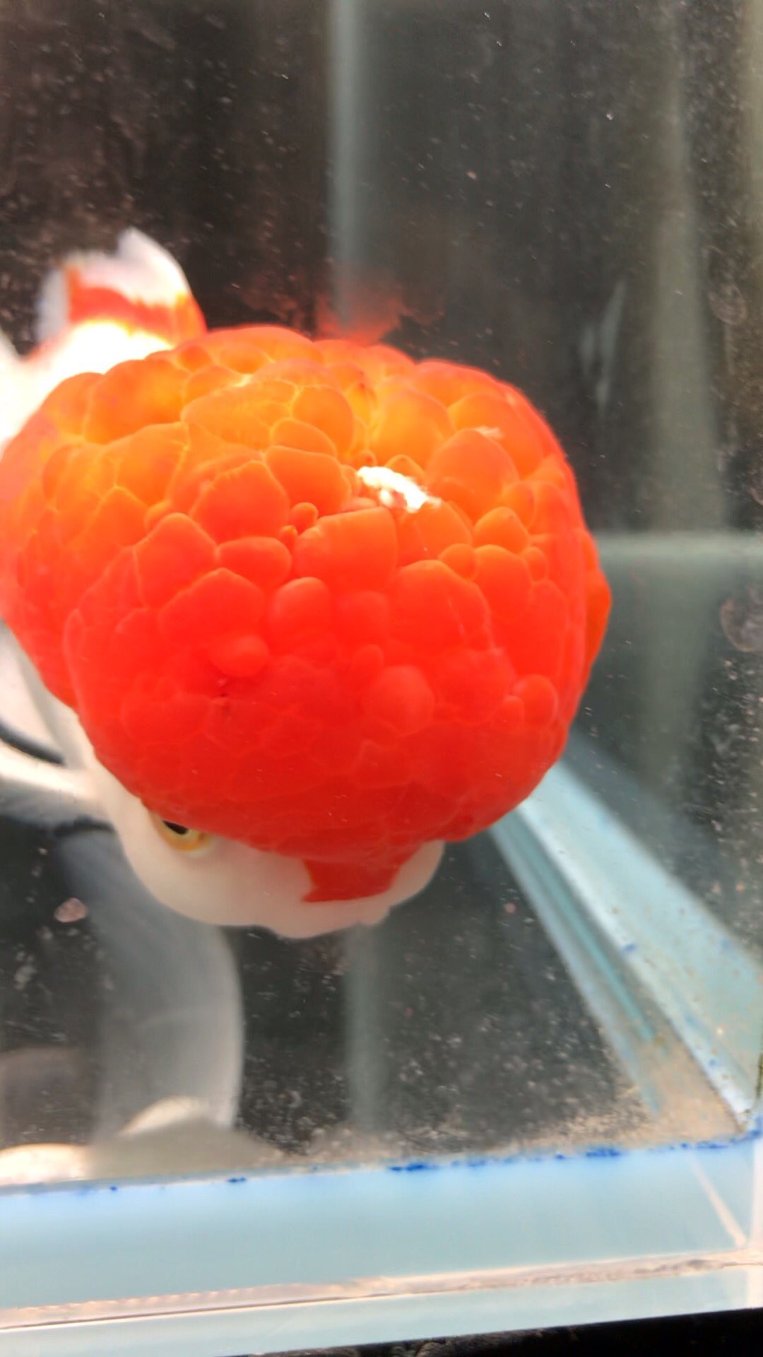 無類の鳥好き 在 Twitter 梵ちゃんはイカリムシ リフィッシュを注文します 金魚 金魚病気 イカリムシ T Co Qr84hqqlxe Twitter